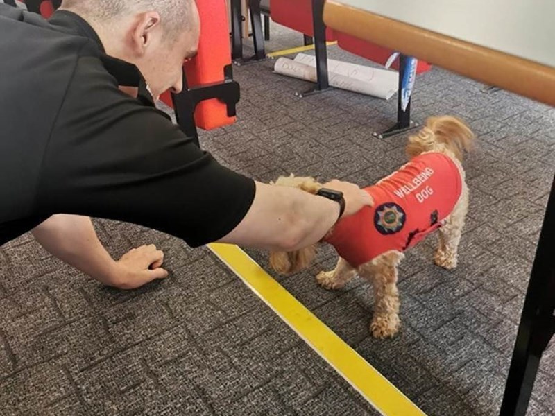 Man stroking dog