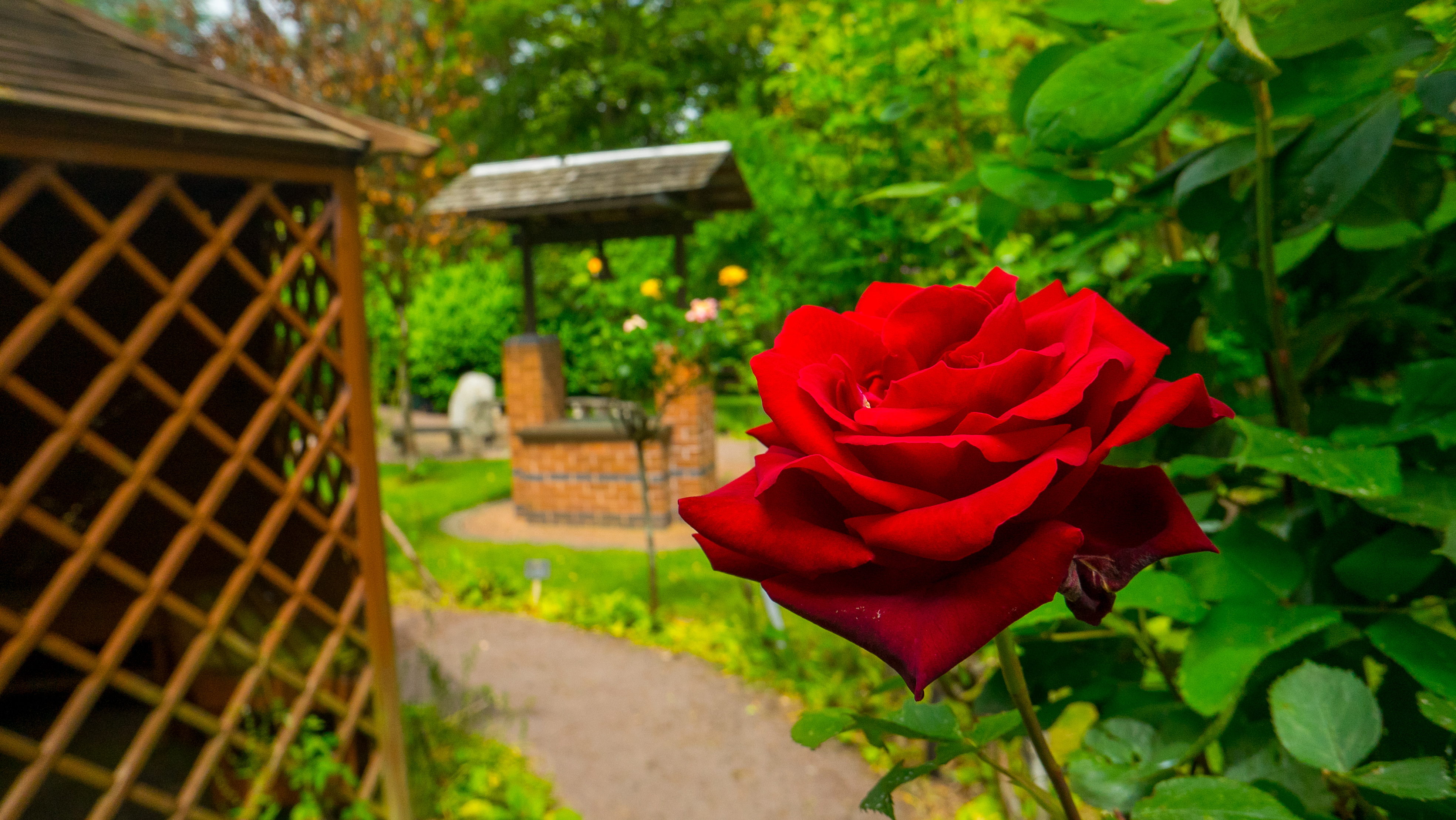 Red rose in Staffordshire Fire and Rescue Memorial Garden