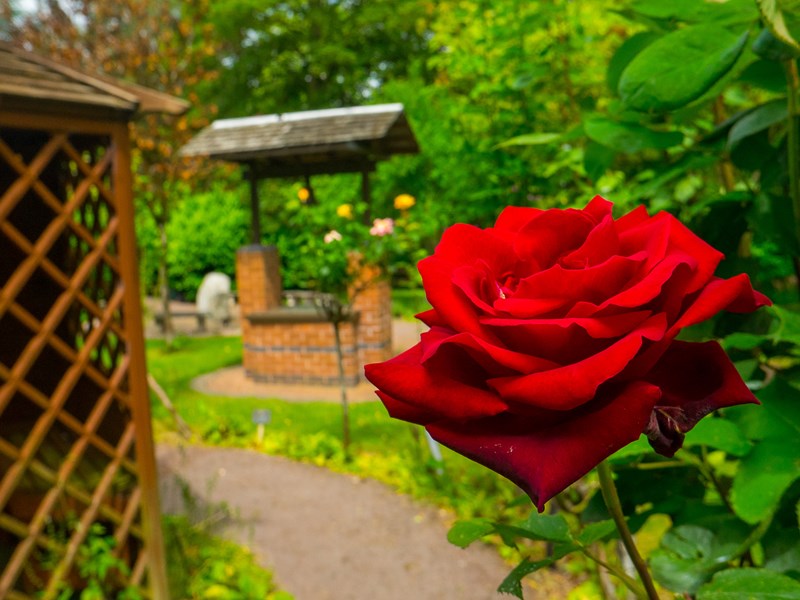 Red rose in Staffordshire Fire and Rescue Memorial Garden