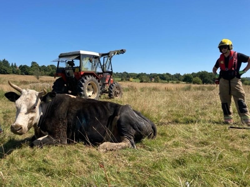 Cow rescue