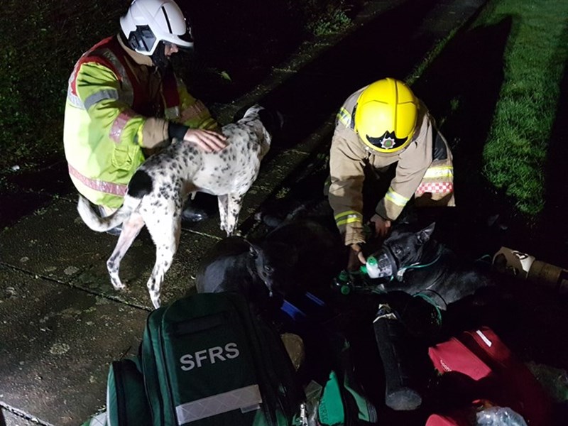 Firefighters rescuing dog